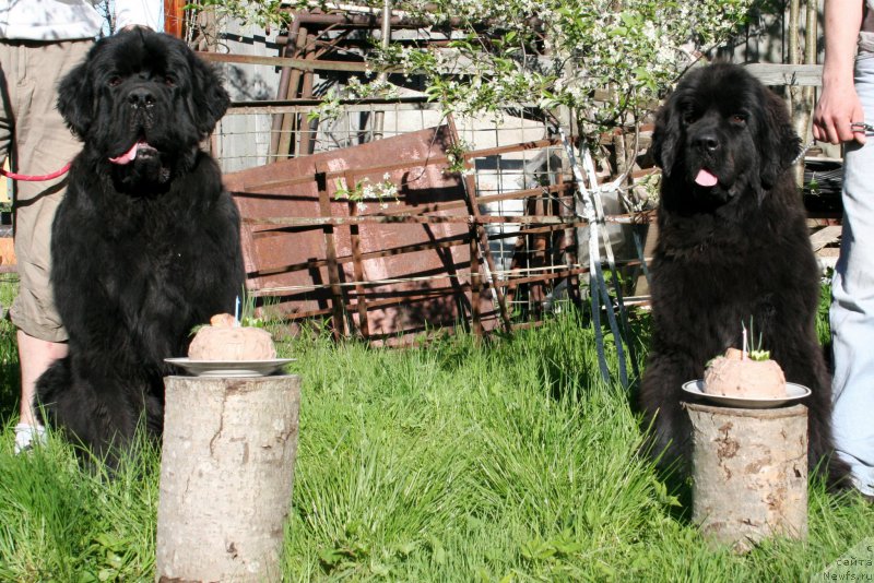 Фото: ньюфаундленд Черная Мафия Шродингер Тхеору (Chernaya Mafia Shrodinger Theory), ньюфаундленд Черная Мафия Шенген Виза (Chernaya Mafia Shengen Visa)