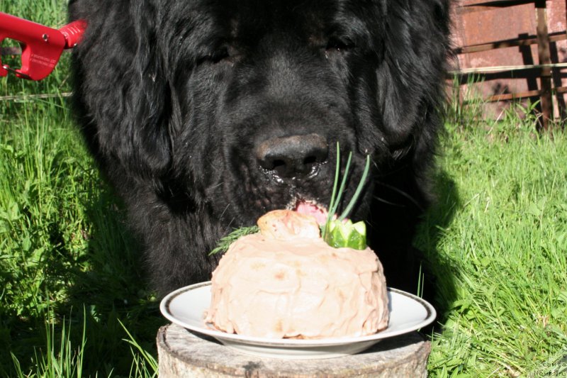 Фото: ньюфаундленд Черная Мафия Шродингер Тхеору (Chernaya Mafia Shrodinger Theory)