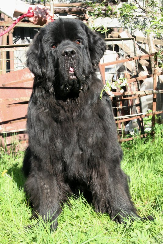 Фото: ньюфаундленд Черная Мафия Шродингер Тхеору (Chernaya Mafia Shrodinger Theory)