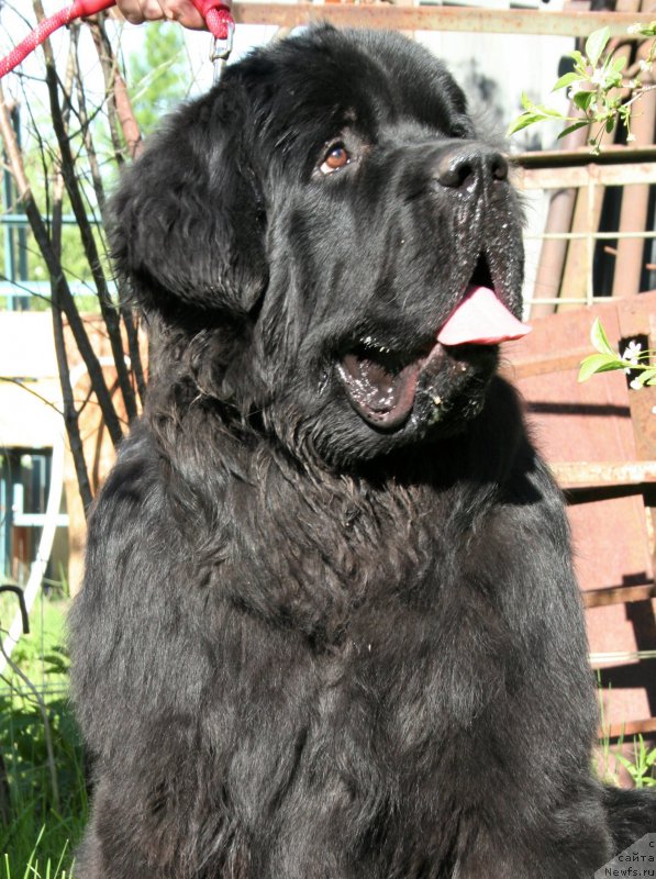 Фото: ньюфаундленд Черная Мафия Шродингер Тхеору (Chernaya Mafia Shrodinger Theory)