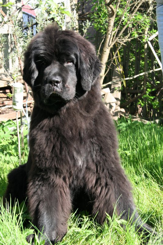 Фото: ньюфаундленд Черная Мафия Шенген Виза (Chernaya Mafia Shengen Visa)