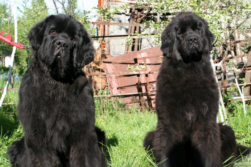 Фото: ньюфаундленд Черная Мафия Шродингер Тхеору (Chernaya Mafia Shrodinger Theory), ньюфаундленд Черная Мафия Шенген Виза (Chernaya Mafia Shengen Visa)