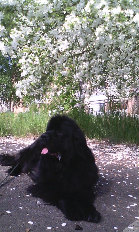 Фото: ньюфаундленд Блэк Диамонд Агидель от Потапа Увертюра