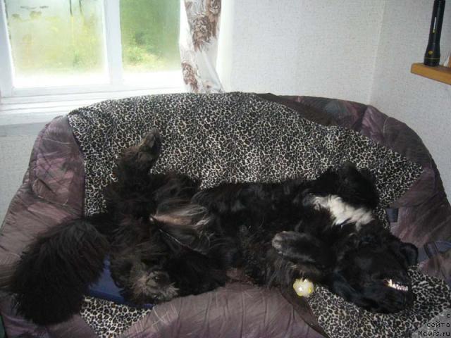 Фото: ньюфаундленд Супер Бизон Анталия