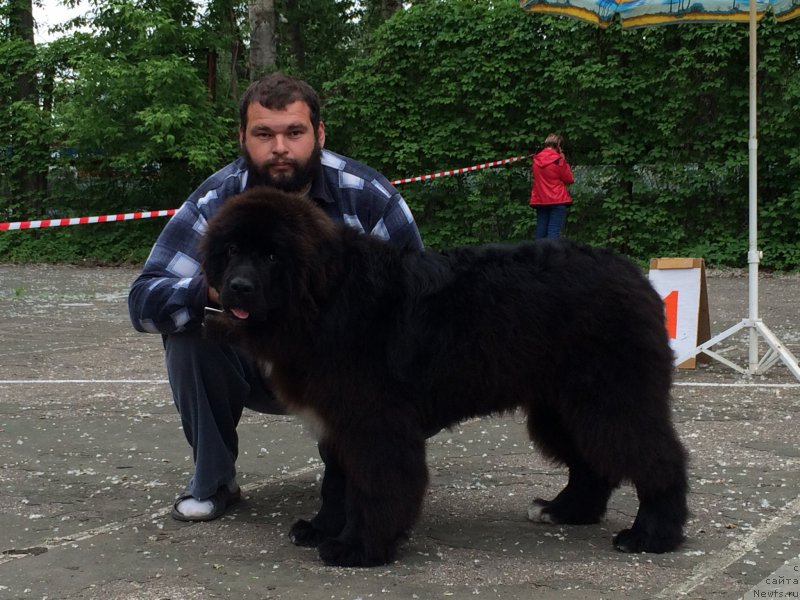 Фото: ньюфаундленд Сент Джонс Нашенал Прайд