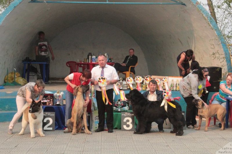 Фото: ньюфаундленд Хуодэ Шень Алдвин (Huode Shen Aldvin)