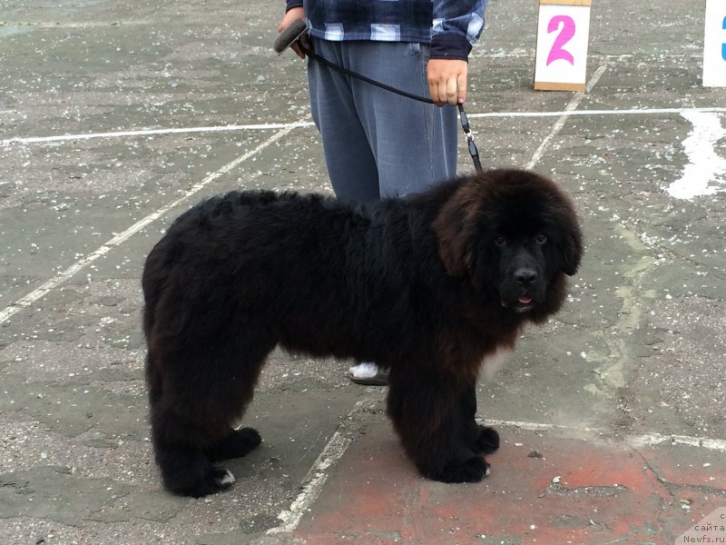 Фотография № 183142