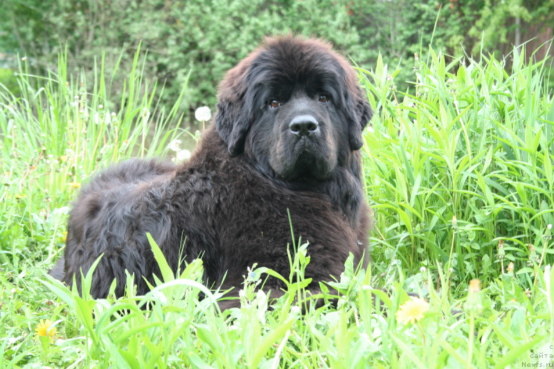 Фото: ньюфаундленд Черная Мафия Шенген Виза (Chernaya Mafia Shengen Visa)