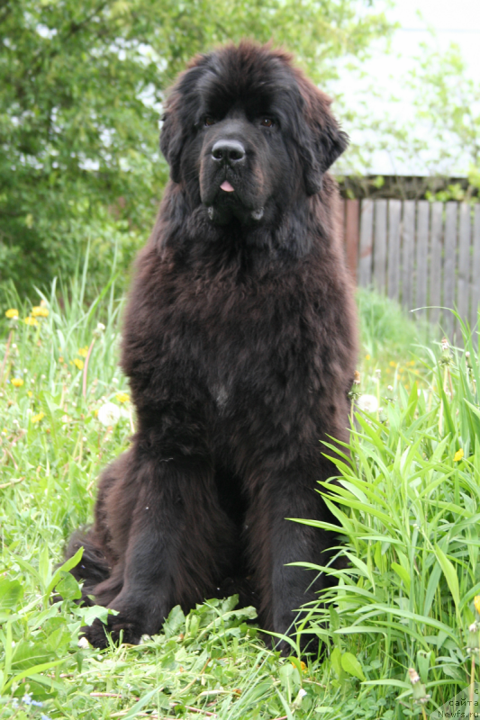 Фото: ньюфаундленд Черная Мафия Шенген Виза (Chernaya Mafia Shengen Visa)