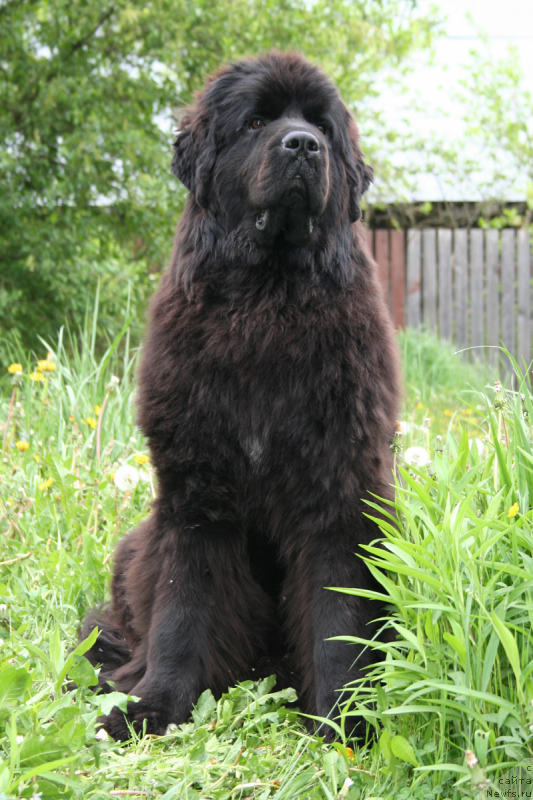 Фото: ньюфаундленд Черная Мафия Шенген Виза (Chernaya Mafia Shengen Visa)