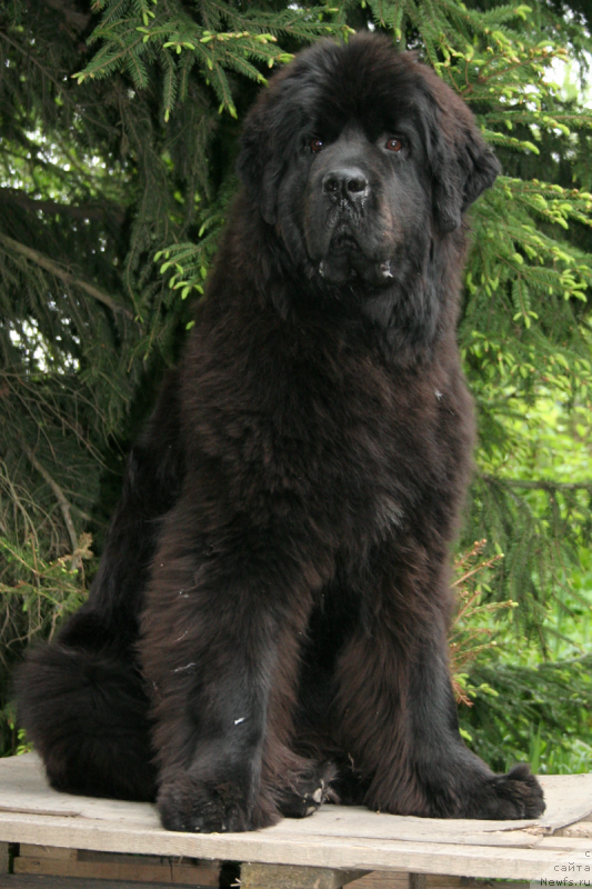 Фотография № 183154