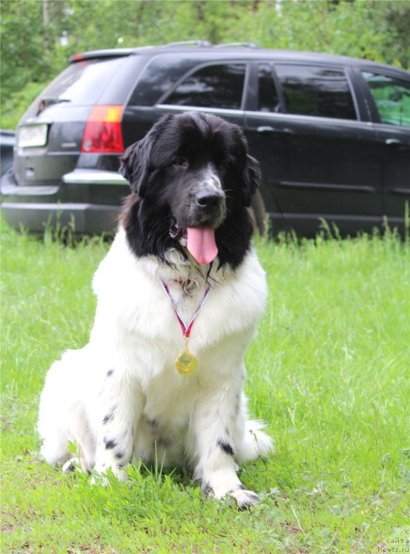 Фото: ньюфаундленд Сент Джонс Исида