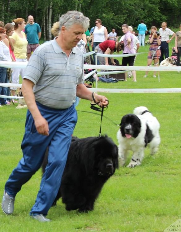 Фото: ньюфаундленд Сент Джонс Исида, Старбимовлав Умка