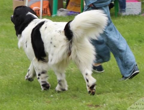 Фото: ньюфаундленд Сент Джонс Исида