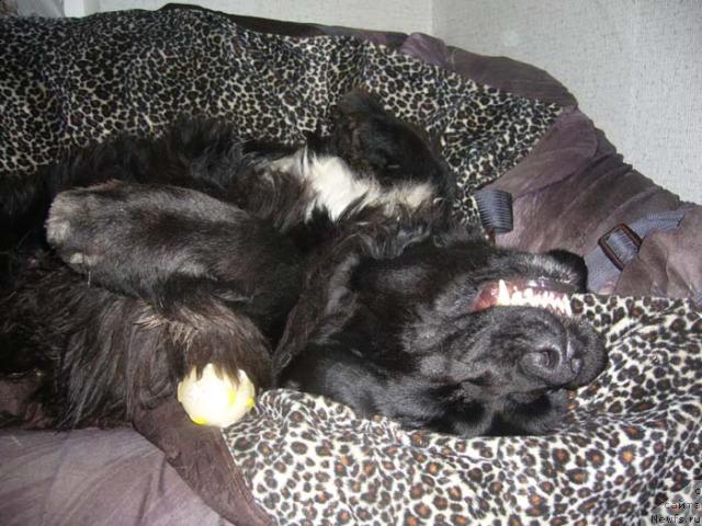 Фото: ньюфаундленд Супер Бизон Анталия