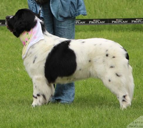 Фотография № 183160