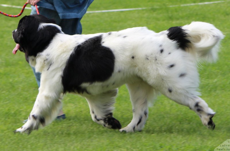Фото: ньюфаундленд Сент Джонс Исида
