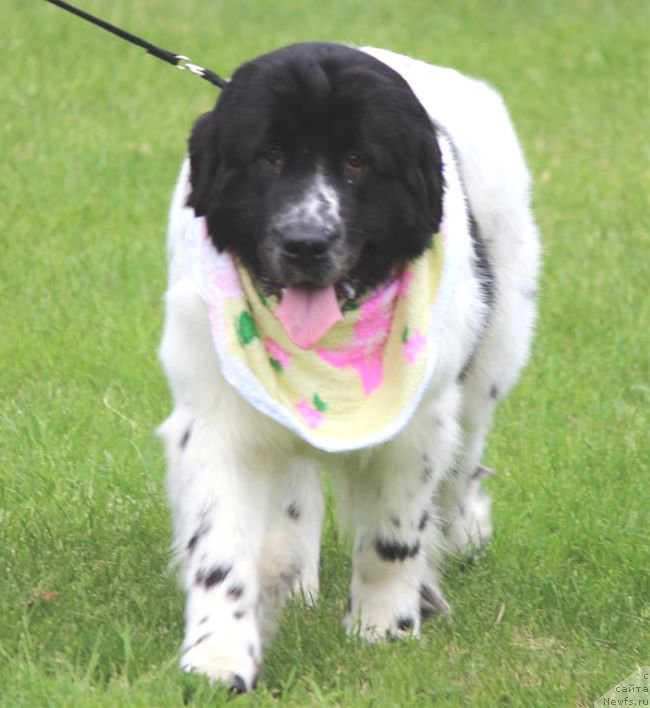 Фото: ньюфаундленд Сент Джонс Исида