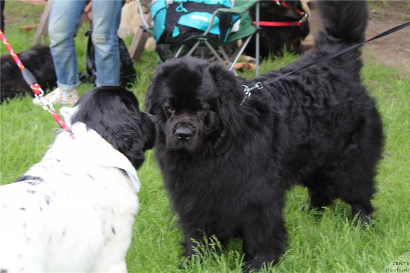 Фото: ньюфаундленд Сент Джонс Исида, Старбимовлав Умка