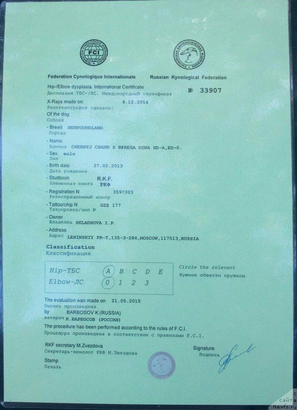 Фото: ньюфаундленд Черный Чанк с Берега Дона (Chernyj Chank s Berega Dona)