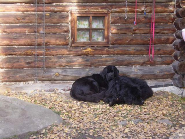 Фото: ньюфаундленд Супер Бизон Анталия, ньюфаундленд Fiamettahauz Behemoth at Ovatsia (Фиаметтахауз Бегемот эт Овация)