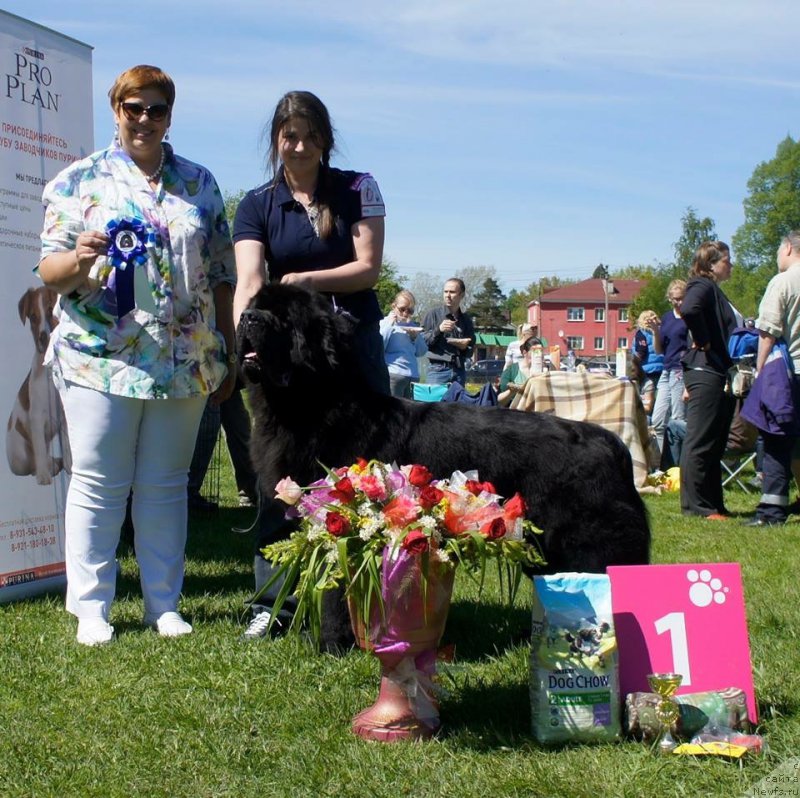 Фото: ньюфаундленд Смигар Ливерпульский Четвертак (Smigar Liverpulsiy Chetvertak)