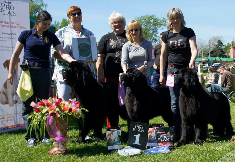 Фото: ньюфаундленд Смигар Ливерпульский Четвертак (Smigar Liverpulsiy Chetvertak), ньюфаундленд Смигар Легенда Весны (Smigar Legenda Vesny), ньюфаундленд Смигар Тайм Лайн (Smigar Time Line)