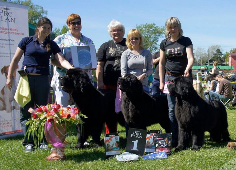 Фото: ньюфаундленд Смигар Ливерпульский Четвертак (Smigar Liverpulsiy Chetvertak), ньюфаундленд Смигар Легенда Весны (Smigar Legenda Vesny), ньюфаундленд Смигар Тайм Лайн (Smigar Time Line)
