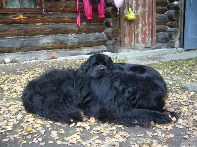 Фото: ньюфаундленд Супер Бизон Анталия, ньюфаундленд Fiamettahauz Behemoth at Ovatsia (Фиаметтахауз Бегемот эт Овация)