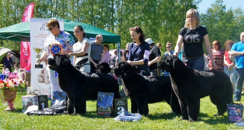 Фото: ньюфаундленд Бегущая по Волнам Шаман (Beguschaya po Volnam Shaman), ньюфаундленд Бегущая по Волнам Харизма (Beguschaya po Volnam Harizma), ньюфаундленд Jonathan Poursmigar iz Volotova