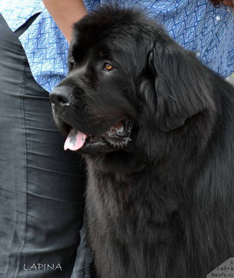 Фотография № 183181