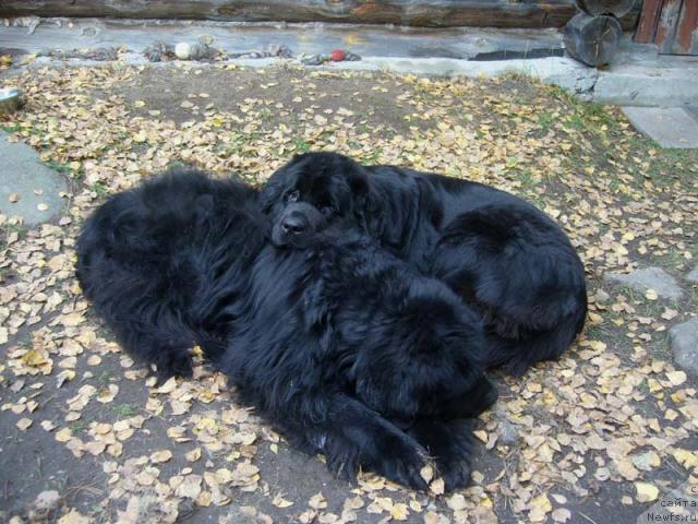 Фото: ньюфаундленд Супер Бизон Анталия, ньюфаундленд Fiamettahauz Behemoth at Ovatsia (Фиаметтахауз Бегемот эт Овация)