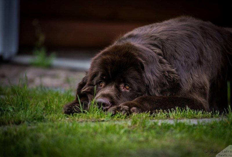 Фото: ньюфаундленд Акватория Келвин Хизер Хани (Aquatoriya Kelvin Heather Honey)