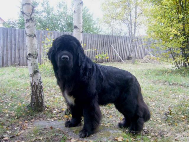 Фото: ньюфаундленд Супер Бизон Анталия