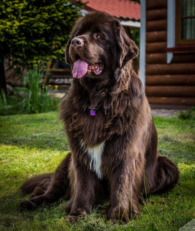 Фото: ньюфаундленд Акватория Келвин Хизер Хани (Aquatoriya Kelvin Heather Honey)
