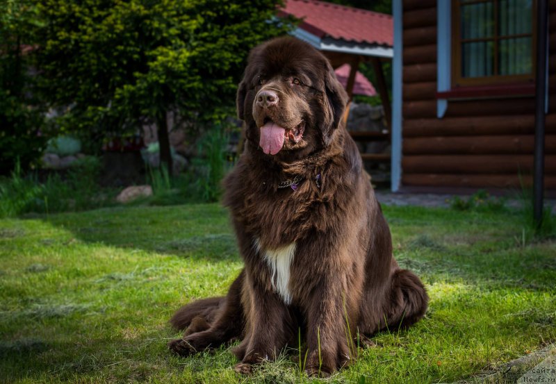 Фото: ньюфаундленд Акватория Келвин Хизер Хани (Aquatoriya Kelvin Heather Honey)