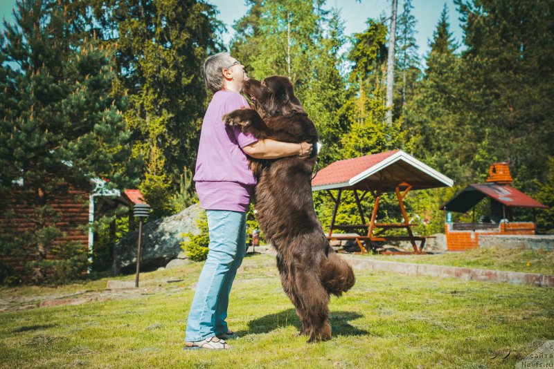Фото: ньюфаундленд Акватория Келвин Хизер Хани (Aquatoriya Kelvin Heather Honey), Екатерина Бенкен