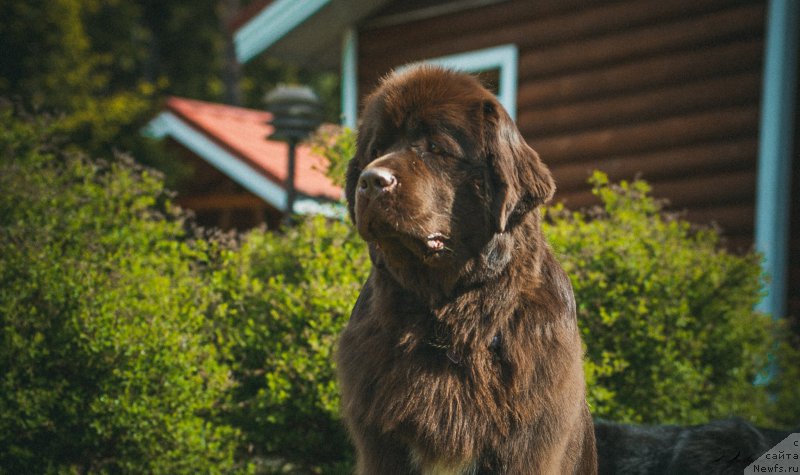 Фото: ньюфаундленд Акватория Келвин Хизер Хани (Aquatoriya Kelvin Heather Honey)