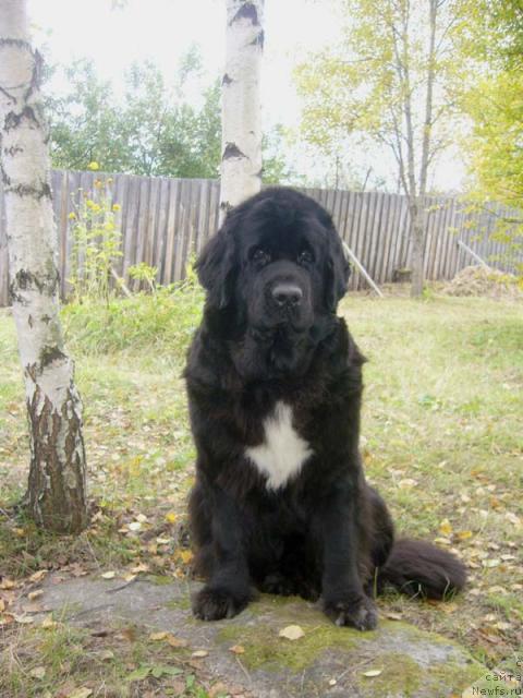 Фото: ньюфаундленд Супер Бизон Анталия