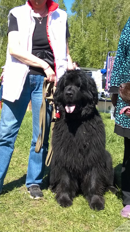 Фото: ньюфаундленд Фанньюф Улетная Девчонка (Funnewf Uletnaya Devchenka)