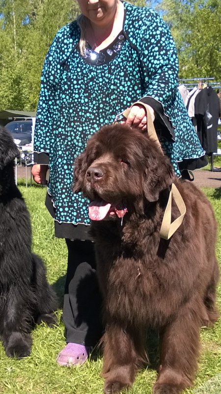 Фото: ньюфаундленд Фанньюф Госпожа Удача (Funnewf Gospozha Udacha)