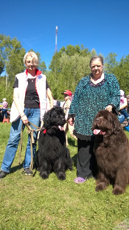 Фото: ньюфаундленд Фанньюф Улетная Девчонка (Funnewf Uletnaya Devchenka), ньюфаундленд Фанньюф Госпожа Удача (Funnewf Gospozha Udacha), Ольга Браславская, Наталья Малинина