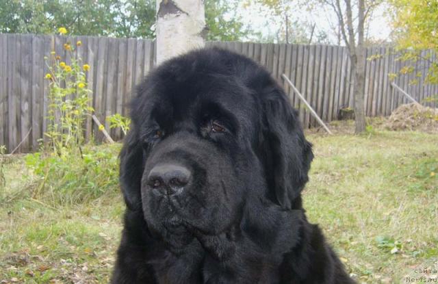 Фото: ньюфаундленд Супер Бизон Анталия