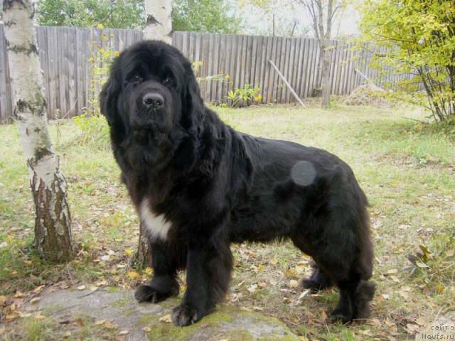 Фото: ньюфаундленд Супер Бизон Анталия