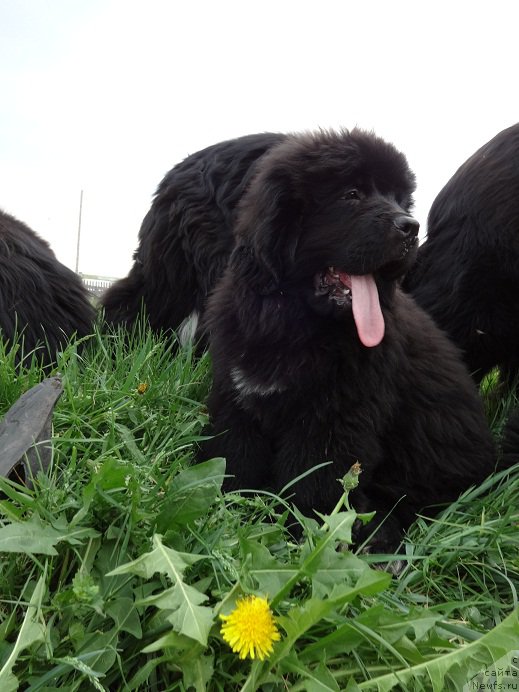 Фотография № 183259