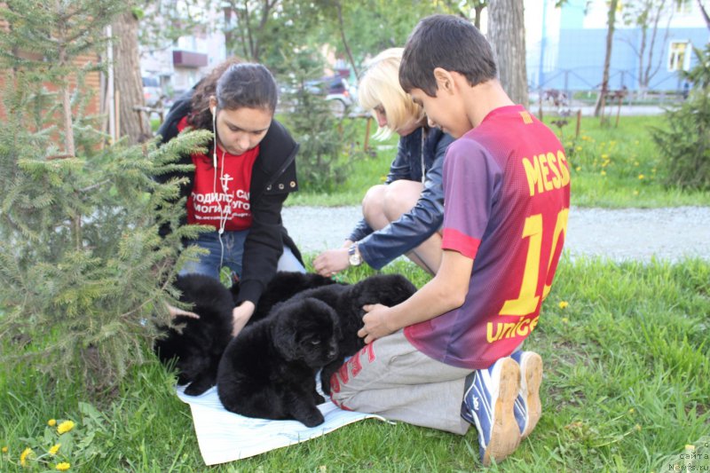 Фото: щенки от Тая и Джесс