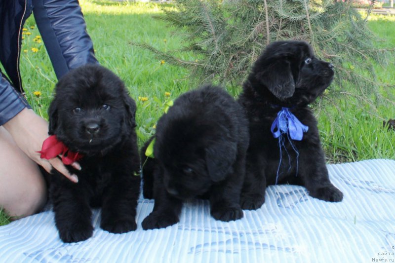 Фото: ньюфаундленд Азартный Игрок, ньюфаундленд Альтер Эго, ньюфаундленд Арт Деко Особый Шик