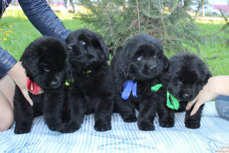 Фотография № 183262