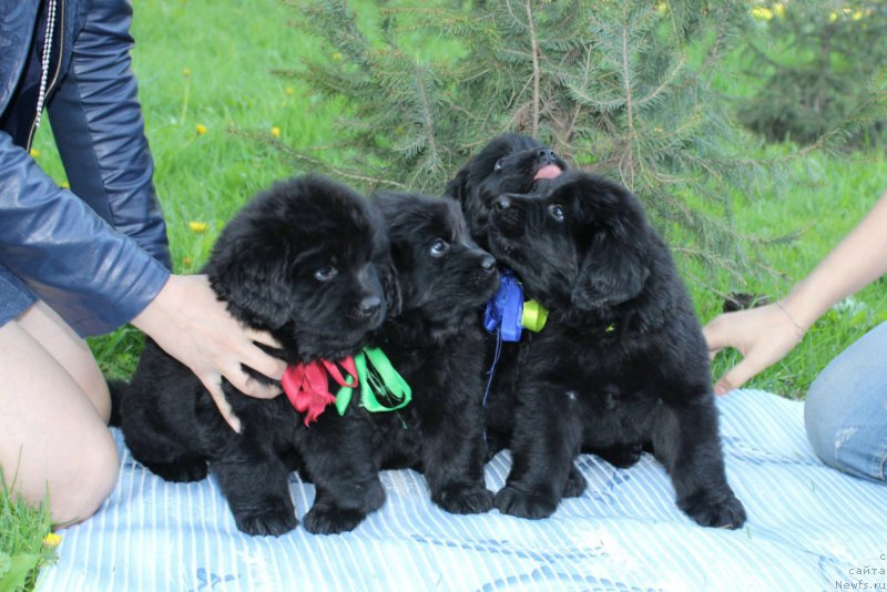 Фото: ньюфаундленд Азартный Игрок, ньюфаундленд Аристократическая Штучка, ньюфаундленд Арт Деко Особый Шик, ньюфаундленд Альтер Эго