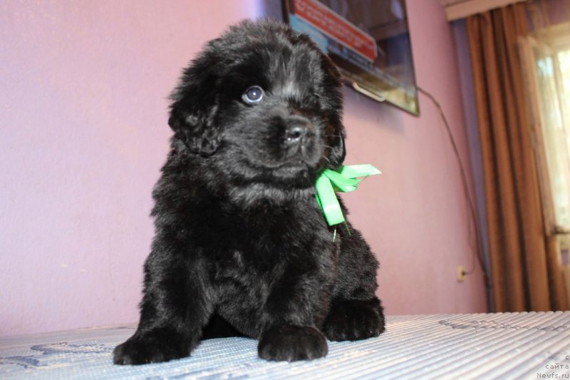 Фото: ньюфаундленд Аристократическая Штучка